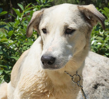 ELENA, Hund, Mischlingshund in Griechenland - Bild 14