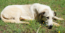 ELENA, Hund, Mischlingshund in Griechenland - Bild 7