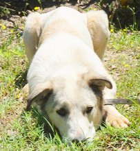 ELENA, Hund, Mischlingshund in Griechenland - Bild 8