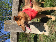 PEPE, Hund, Mischlingshund in Ungarn - Bild 1