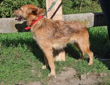 PEPE, Hund, Mischlingshund in Ungarn - Bild 4