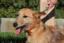 PEPE, Hund, Mischlingshund in Ungarn - Bild 5