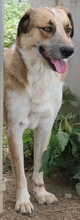 NENA, Hund, Mischlingshund in Griechenland - Bild 10