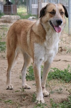 NENA, Hund, Mischlingshund in Griechenland - Bild 11