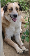 NENA, Hund, Mischlingshund in Griechenland - Bild 12