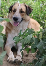 NENA, Hund, Mischlingshund in Griechenland - Bild 13