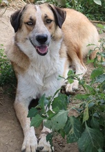 NENA, Hund, Mischlingshund in Griechenland - Bild 14