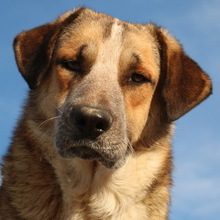 NENA, Hund, Mischlingshund in Griechenland - Bild 15
