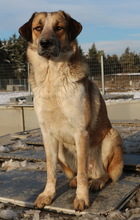 NENA, Hund, Mischlingshund in Griechenland - Bild 16