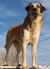 NENA, Hund, Mischlingshund in Griechenland - Bild 17