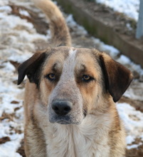 NENA, Hund, Mischlingshund in Griechenland - Bild 19