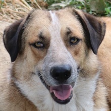NENA, Hund, Mischlingshund in Griechenland - Bild 2
