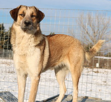NENA, Hund, Mischlingshund in Griechenland - Bild 20