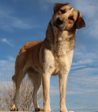 NENA, Hund, Mischlingshund in Griechenland - Bild 22