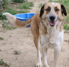 NENA, Hund, Mischlingshund in Griechenland - Bild 3