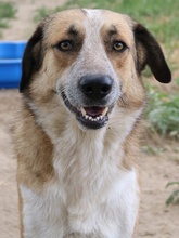 NENA, Hund, Mischlingshund in Griechenland - Bild 4