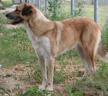 NENA, Hund, Mischlingshund in Griechenland - Bild 5