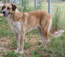 NENA, Hund, Mischlingshund in Griechenland - Bild 6