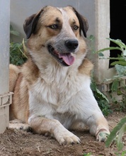 NENA, Hund, Mischlingshund in Griechenland - Bild 7