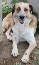 NENA, Hund, Mischlingshund in Griechenland - Bild 8
