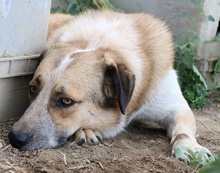 NENA, Hund, Mischlingshund in Griechenland - Bild 9