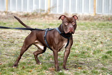DIBO, Hund, American Staffordshire Terrier in Neuhausen - Bild 1