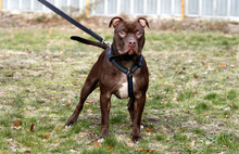 DIBO, Hund, American Staffordshire Terrier in Neuhausen - Bild 3