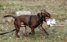 DIBO, Hund, American Staffordshire Terrier in Neuhausen - Bild 5