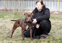 DIBO, Hund, American Staffordshire Terrier in Neuhausen - Bild 6