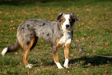 KLARA, Hund, Australian Shepherd-Mix in Neuhausen - Bild 1