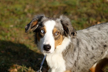 KLARA, Hund, Australian Shepherd-Mix in Neuhausen - Bild 2