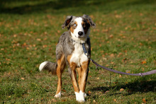 KLARA, Hund, Australian Shepherd-Mix in Neuhausen - Bild 3
