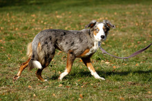 KLARA, Hund, Australian Shepherd-Mix in Neuhausen - Bild 4