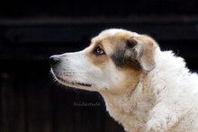 KEISI, Hund, Mischlingshund in Roßleben - Bild 1