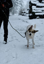 KEISI, Hund, Mischlingshund in Roßleben - Bild 3