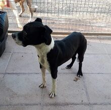 THURMA, Hund, Mischlingshund in Spanien - Bild 1