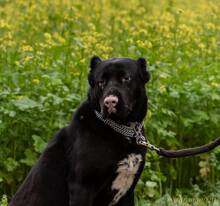 RONA, Hund, Zentralasiatischer Owtcharka in Merzen - Bild 6