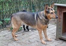 MERRY, Hund, Mischlingshund in Großröhrsdorf - Bild 3
