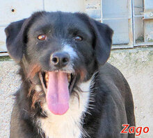 ZAGO, Hund, Mischlingshund in Italien - Bild 1