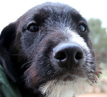 ZAGO, Hund, Mischlingshund in Italien - Bild 12