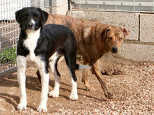 ZAGO, Hund, Mischlingshund in Italien - Bild 14