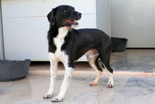 ZAGO, Hund, Mischlingshund in Italien - Bild 2