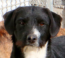 ZAGO, Hund, Mischlingshund in Italien - Bild 6