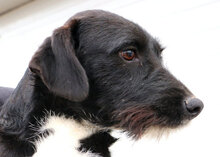 ZAGO, Hund, Mischlingshund in Italien - Bild 8