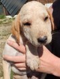 SHERRY, Hund, Mischlingshund in Kroatien - Bild 2