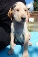 SHERRY, Hund, Mischlingshund in Kroatien - Bild 3