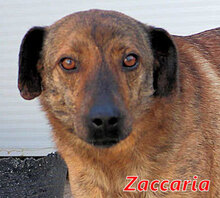 ZACCARIA, Hund, Mischlingshund in Italien - Bild 1