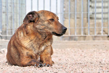 ZACCARIA, Hund, Mischlingshund in Italien - Bild 10
