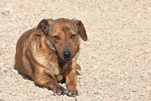 ZACCARIA, Hund, Mischlingshund in Italien - Bild 12