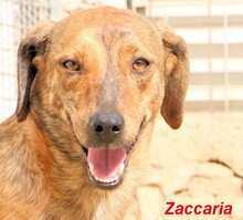 ZACCARIA, Hund, Mischlingshund in Italien - Bild 13